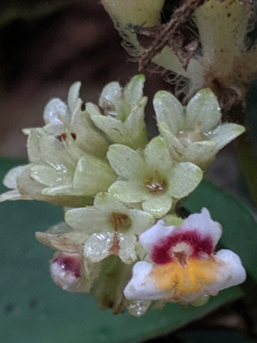 Cremospermopsis