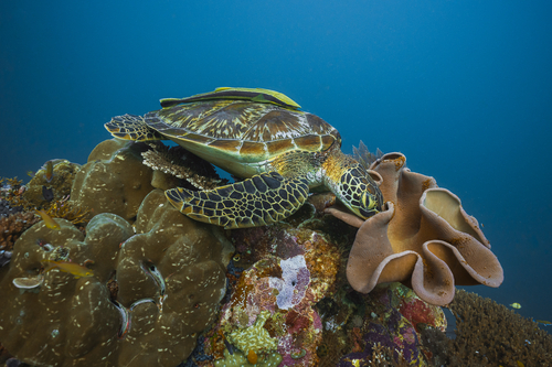 Green Sea Turtle — seen at this dive site