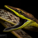 Striped Vine Snake - Photo (c) J.P. Lawrence, all rights reserved