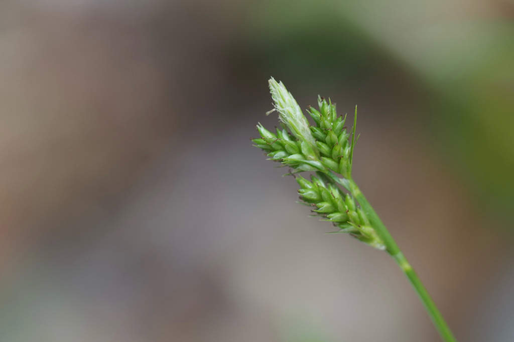 Carex leucochlora (Carex leucochlora)