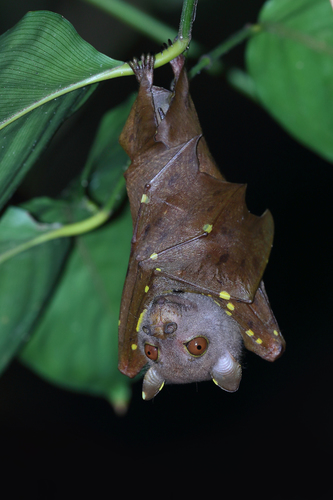 Keast's Tube-nosed Fruit Bat (Nyctimene keasti) — Near Threatened Mammalia