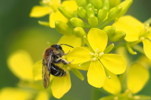 Andrena aburana