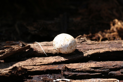 Geastrum fuscogleba (Photo 3 of 5)