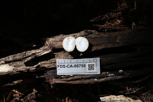 Geastrum fuscogleba (Photo 5 of 5)