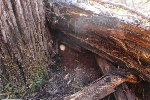 Geastrum fuscogleba (Photo 4 of 5)