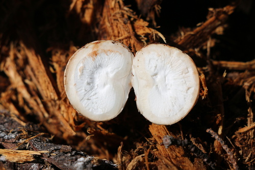 Geastrum fuscogleba