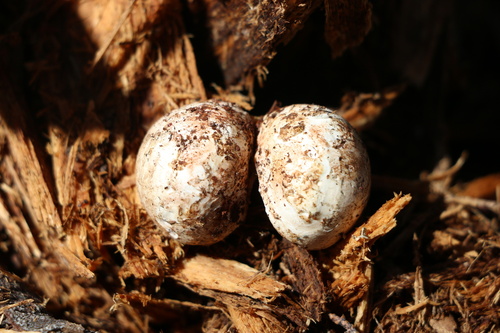 Geastrum fuscogleba (Photo 2 of 5)