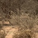 Acacia oerfota