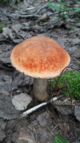 Red-capped Scaber Stalk