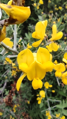 Avistamiento Calicotome villosa