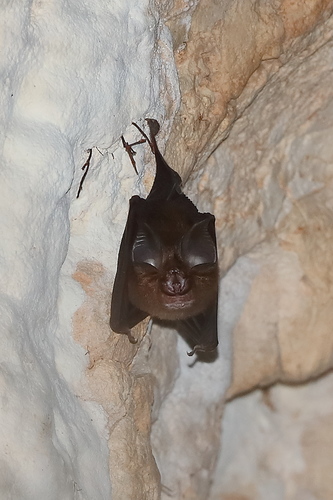 insular horseshoe bat (Rhinolophus keyensis) — Data Deficient Mammalia