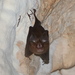 Insular Horseshoe Bat - Photo (c) Carlos N. G. Bocos, all rights reserved, uploaded by Carlos N. G. Bocos