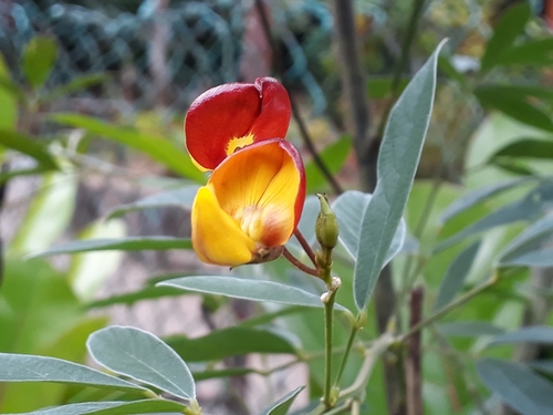 Pigeon Pea