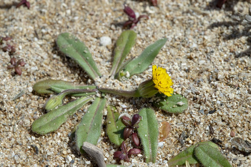 Hedypnois
