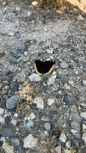 iNaturalist observation photo of Mourning Cloak