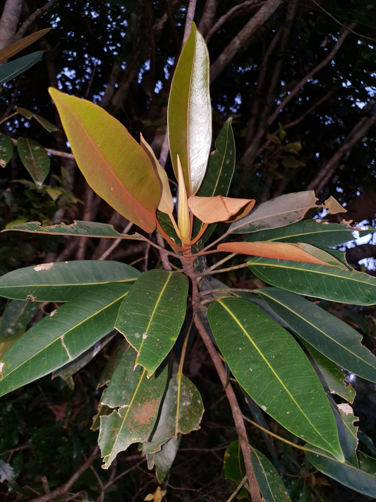 Strangler fig
