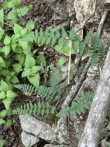 Alabamensis Clade