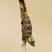 Ranomafana Nosed Chameleon - Photo (c) Ingeborg van Leeuwen, all rights reserved, uploaded by wildchroma