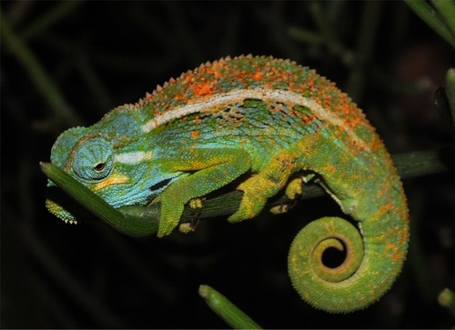 Montane side-striped chameleon