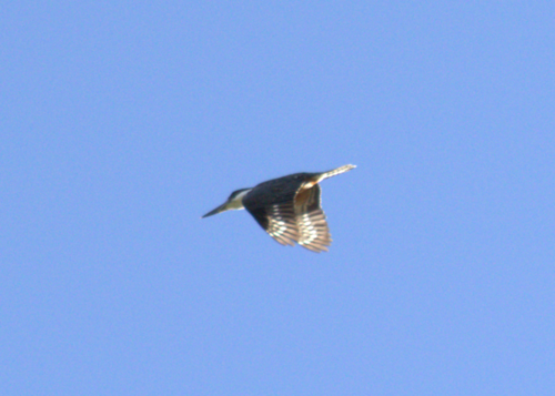 Ringed Kingfisher