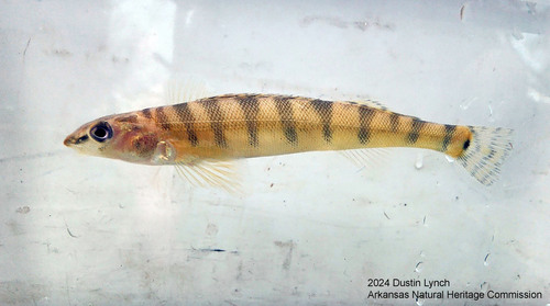Bigscale Logperch