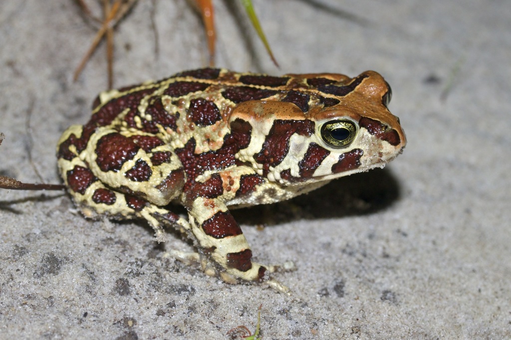 Western Leopard Toad
