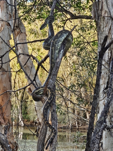 Coastal Carpet Python sighting