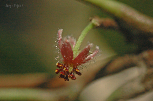 Garcia parviflora