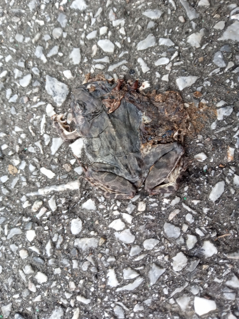 Japanese Rice Frog Rice field frog from 1548 Nishi, Aguni, Shimajiri District, Okinawa 901 ...