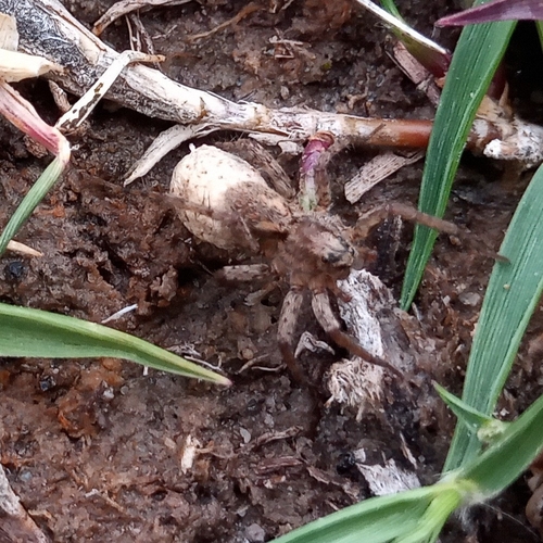 Pardosa oriens