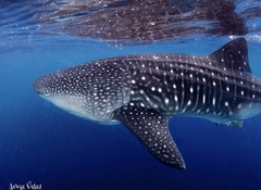 Whale shark