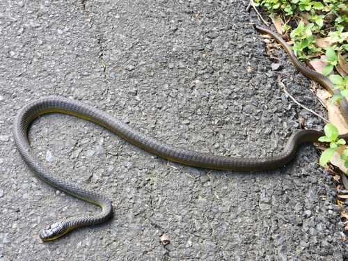 Common Tree Snake sighting