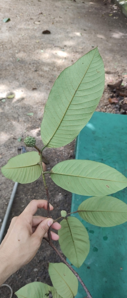 Annona neoinsignis