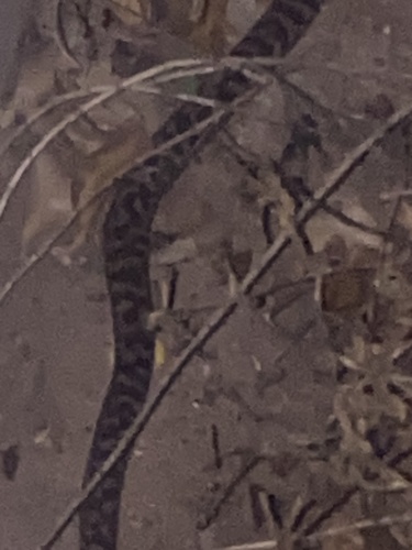 Spotted Python sighting