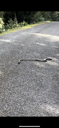 Coastal Carpet Python sighting