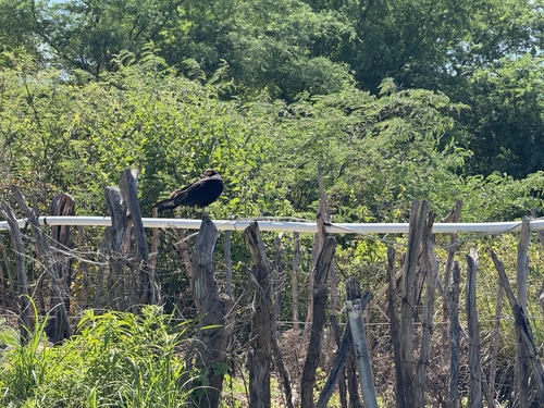 Lesser Yellow-headed Vulture