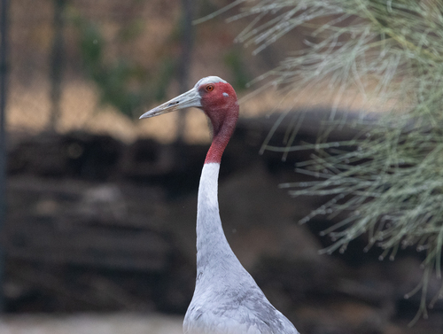 Southeast Asian Sarus Crane