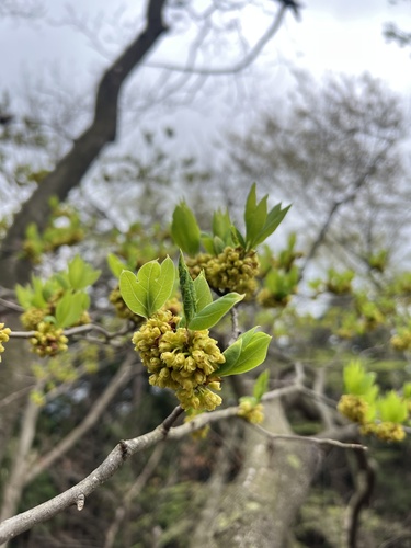 Lindera triloba