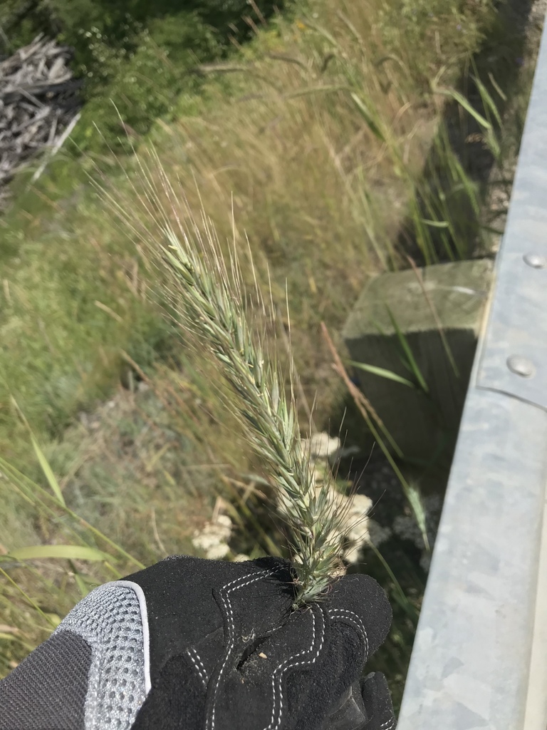 Wild Rye Alberta Canada wild rye from Pincher Creek No. 9, AB, CA on August 19, 2019 at ...