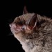 Silver-tipped Myotis - Photo (c) Jose G. Martinez-Fonseca, all rights reserved