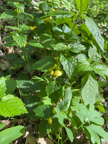 yellow archangel