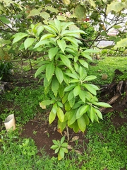 Solanum umbellatum image