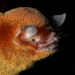 Big Naked-backed Bat - Photo (c) Jose G. Martinez-Fonseca, all rights reserved