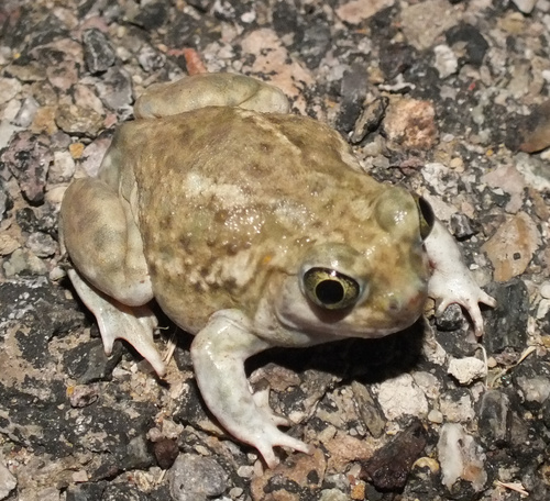 Plains Spadefoot