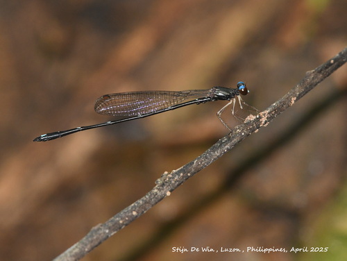 Drepanosticta halterata