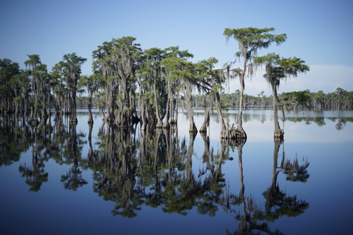pondcypress