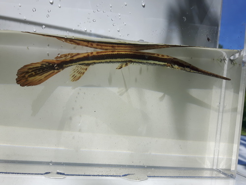 Longnose Gar
