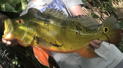 Butterfly Peacock Bass