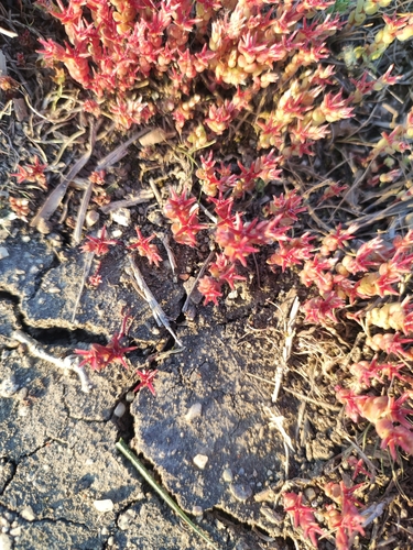 Broad-leaved Stonecrop
