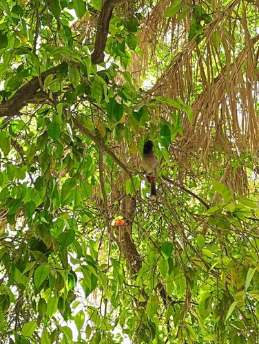 Red-vented Bulbul